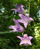 Campanula latifolia