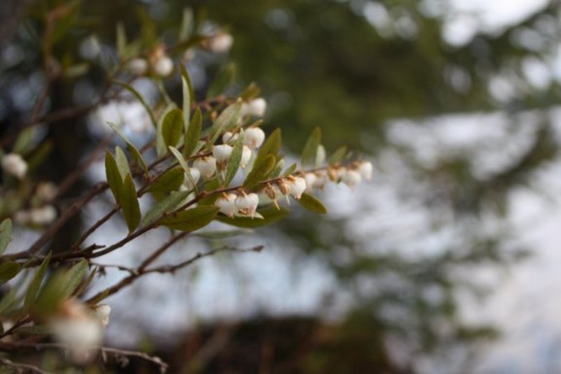 Image of Chamaedaphne calyculata specimen.