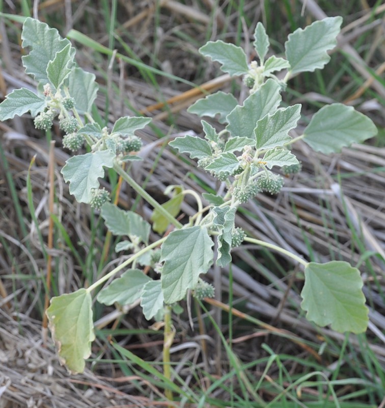 Image of Chrozophora tinctoria specimen.