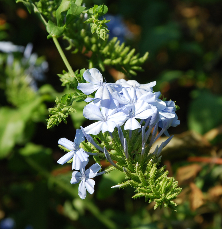 Image of Plumbago auriculata specimen.