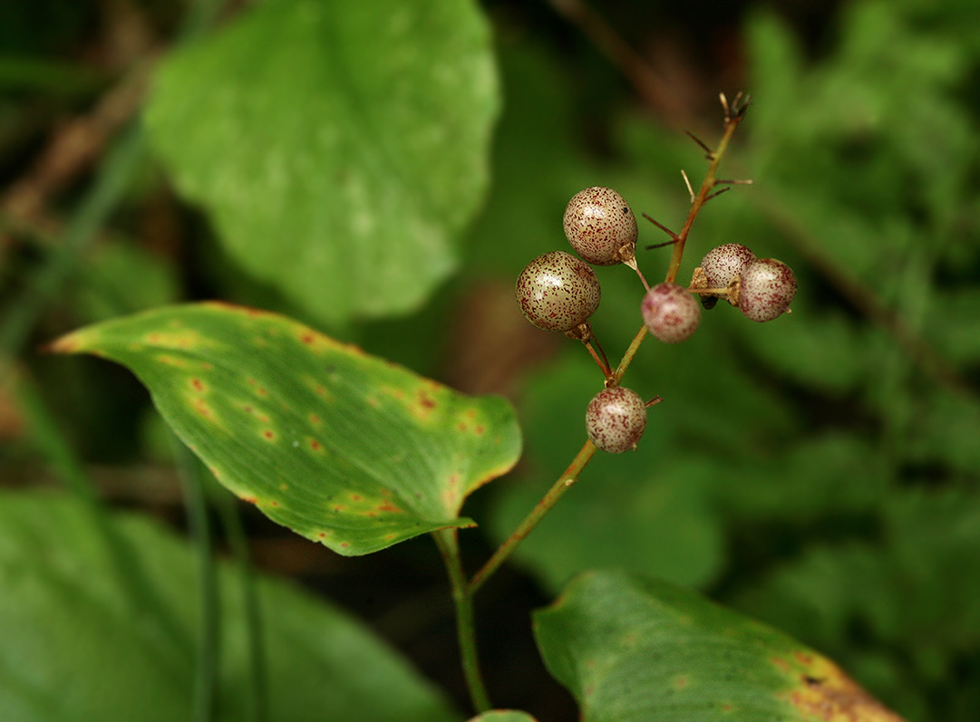 Image of Maianthemum bifolium specimen.