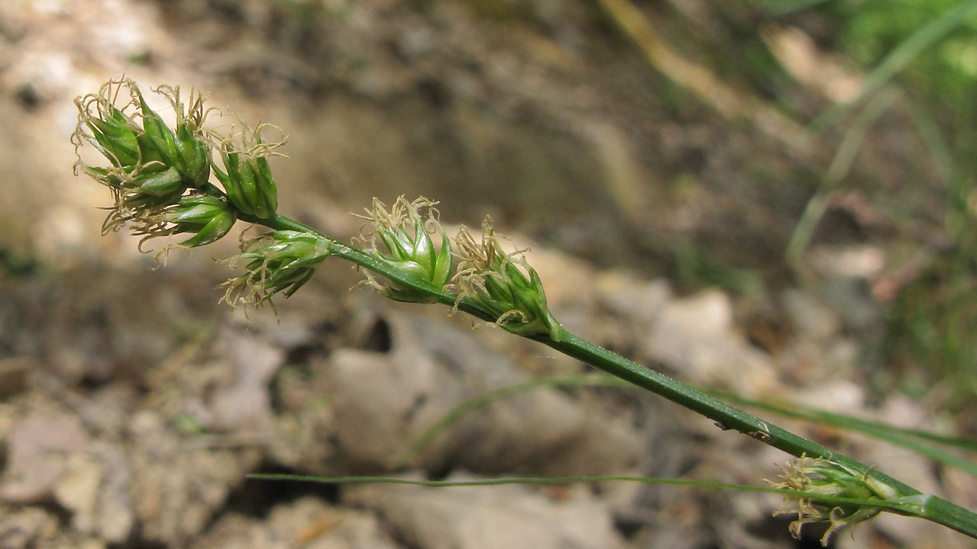 Image of genus Carex specimen.