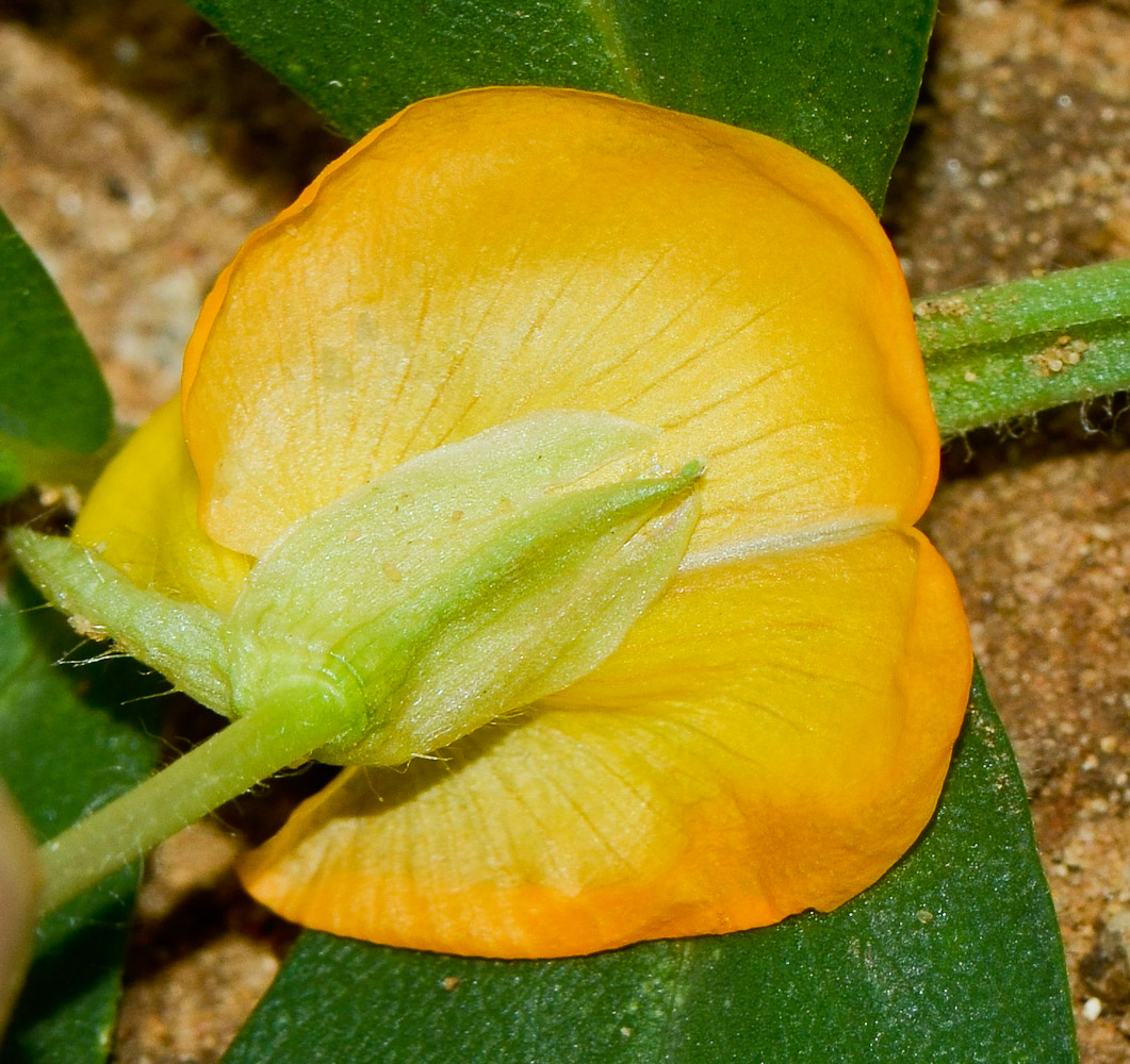 Image of Arachis hypogaea specimen.