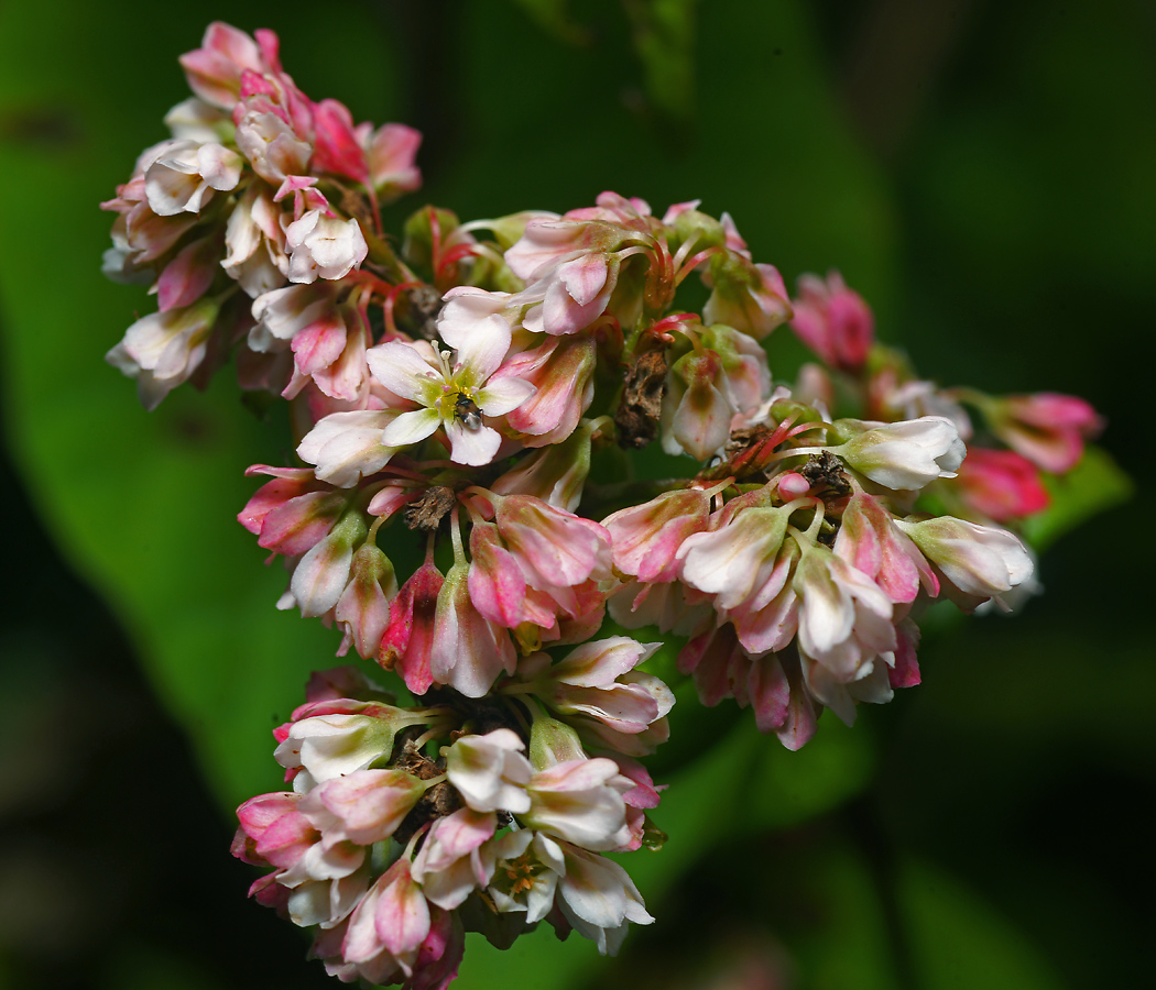 Image of genus Fagopyrum specimen.