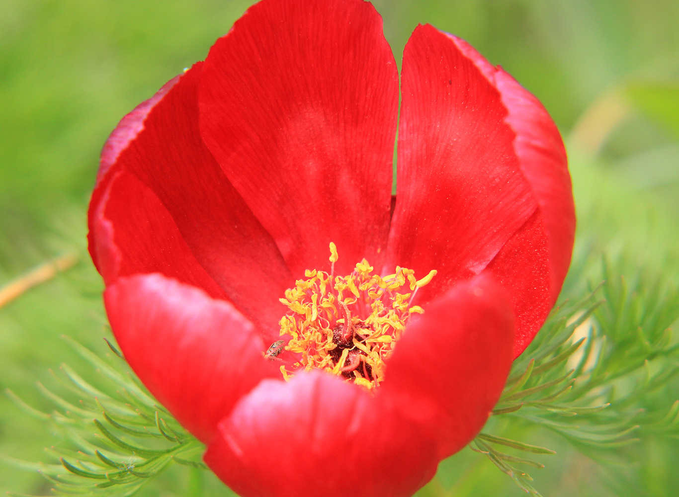 Image of Paeonia tenuifolia specimen.