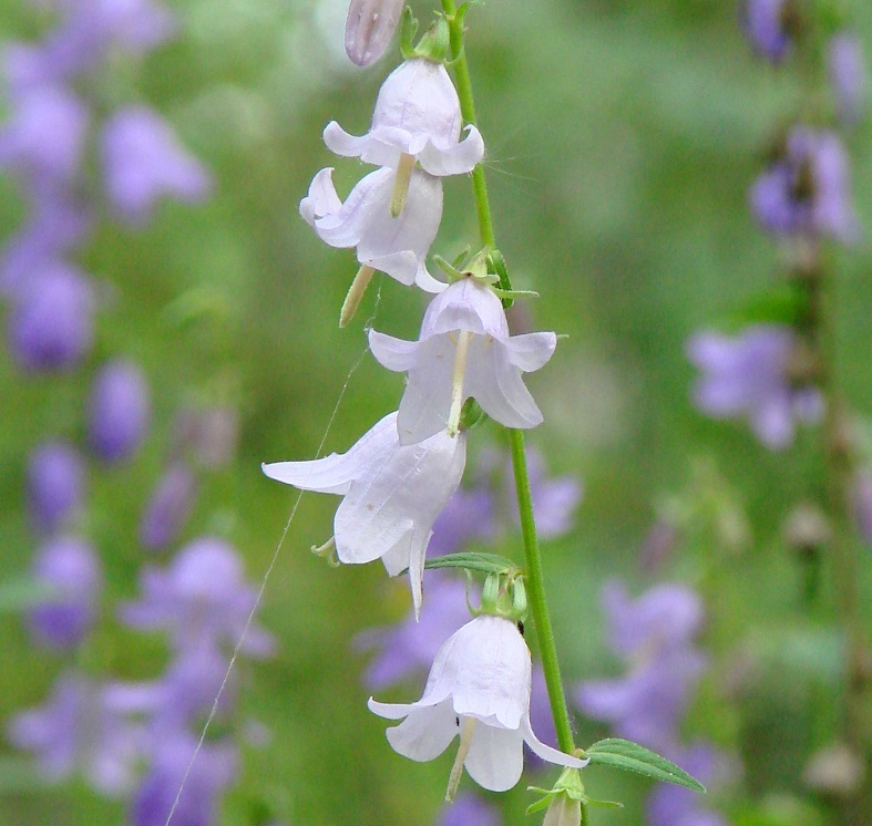 Image of Campanula rapunculoides specimen.