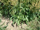 Rumex acetosella. Прикорневые листья. Иркутская обл., Иркутский р-н, луг по левому берегу р. Ангара. 04.07.2014.