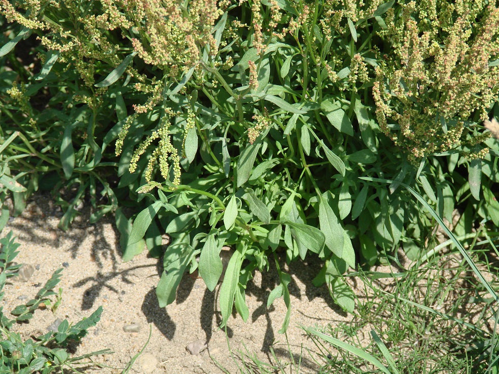 Image of Rumex acetosella specimen.