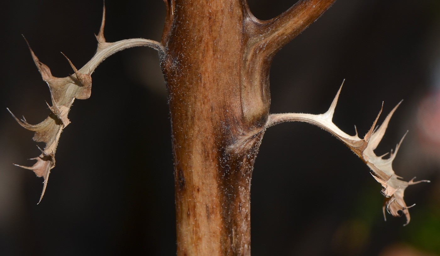 Image of Acanthus mollis specimen.