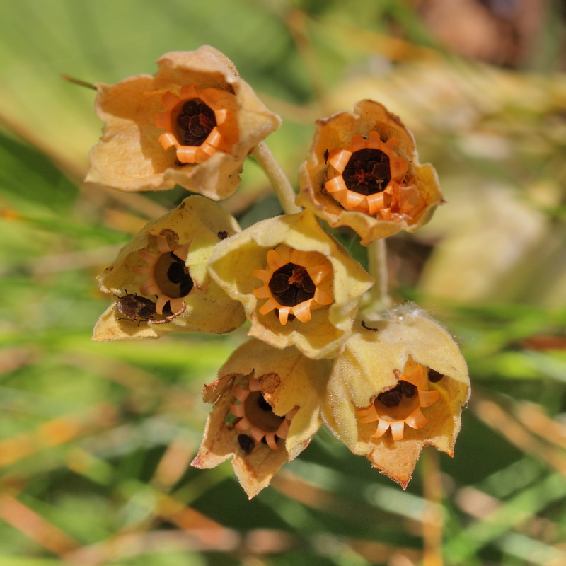 Изображение особи Primula veris.