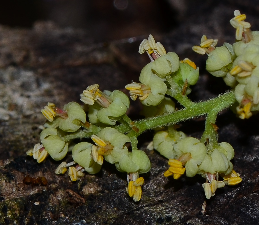 Изображение особи Rhus copallinum.