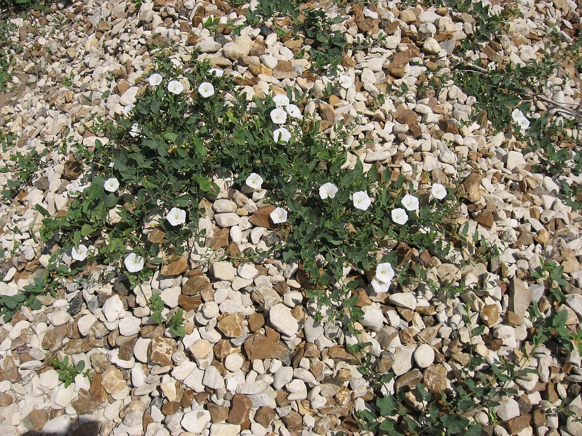 Изображение особи Convolvulus arvensis.