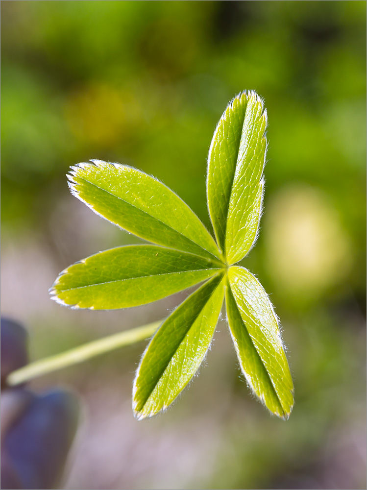 Изображение особи Alchemilla alpina.