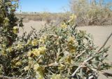 Salsola arbuscula. Верхушки ветвей с соплодиями. Казахстан, Кызыл-Ординская обл., г. Байконур, левый берег р. Сыр-Дарья у понтонной переправы; песчаный массив. 12.09.2010.