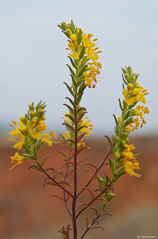 Изображение особи Orthanthella lutea.