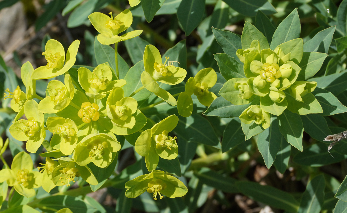 Изображение особи Euphorbia macrorhiza.