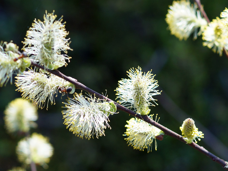 Image of genus Salix specimen.