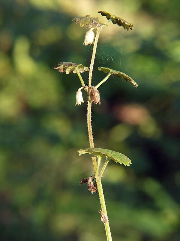 Изображение особи Glechoma hederacea.