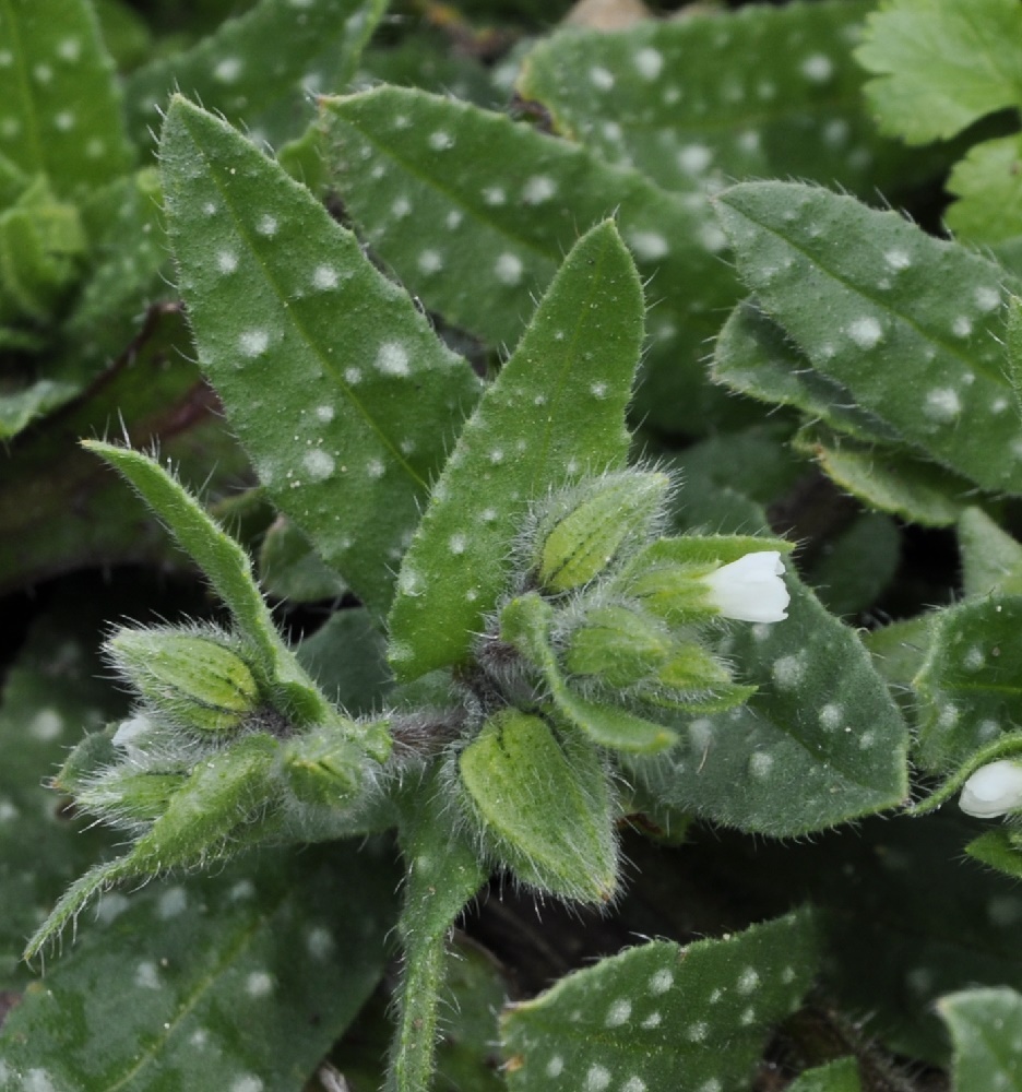 Image of Nonea echioides specimen.