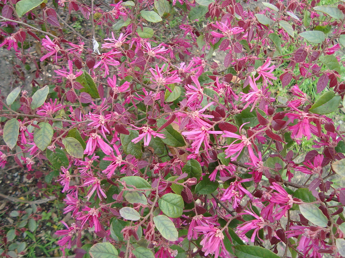 Image of Loropetalum chinense var. rubrum specimen.