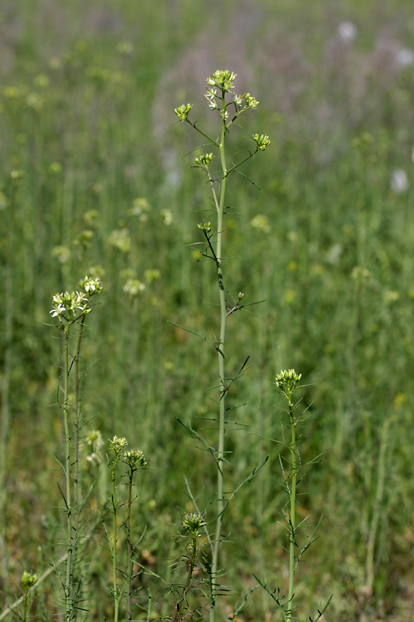 Image of Sisymbrium altissimum specimen.