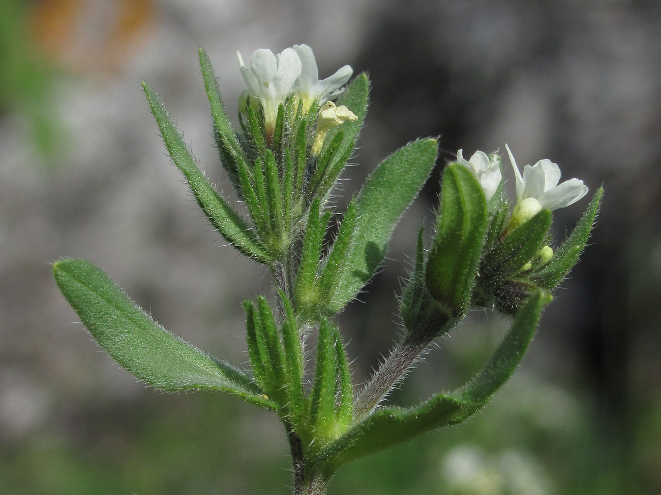 Image of Buglossoides rochelii specimen.