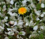 genus Taraxacum