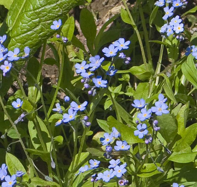 Image of Myosotis amoena specimen.