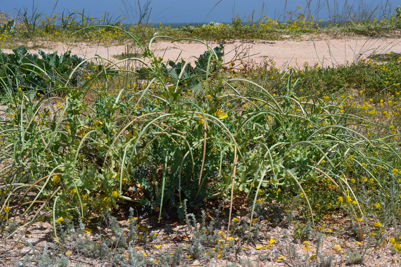 Изображение особи Glaucium flavum.