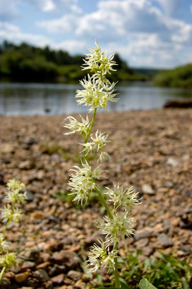 Изображение особи Echinocystis lobata.