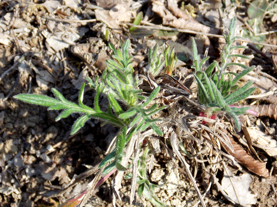 Image of Jurinea blanda specimen.