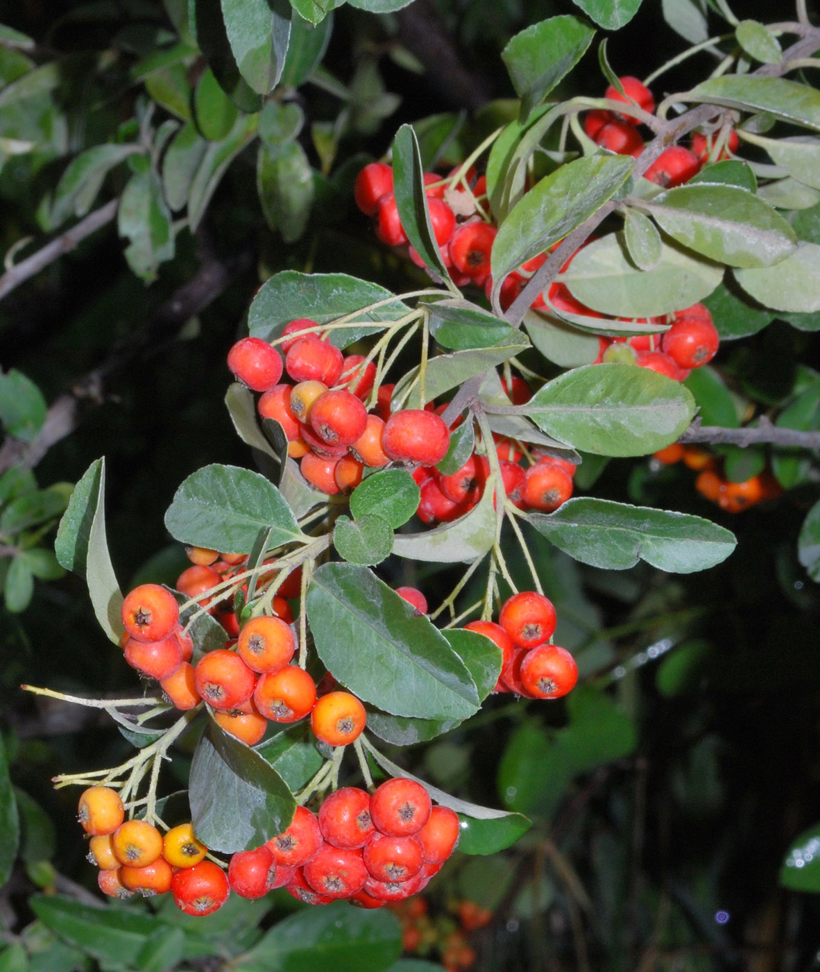 Image of Pyracantha coccinea specimen.