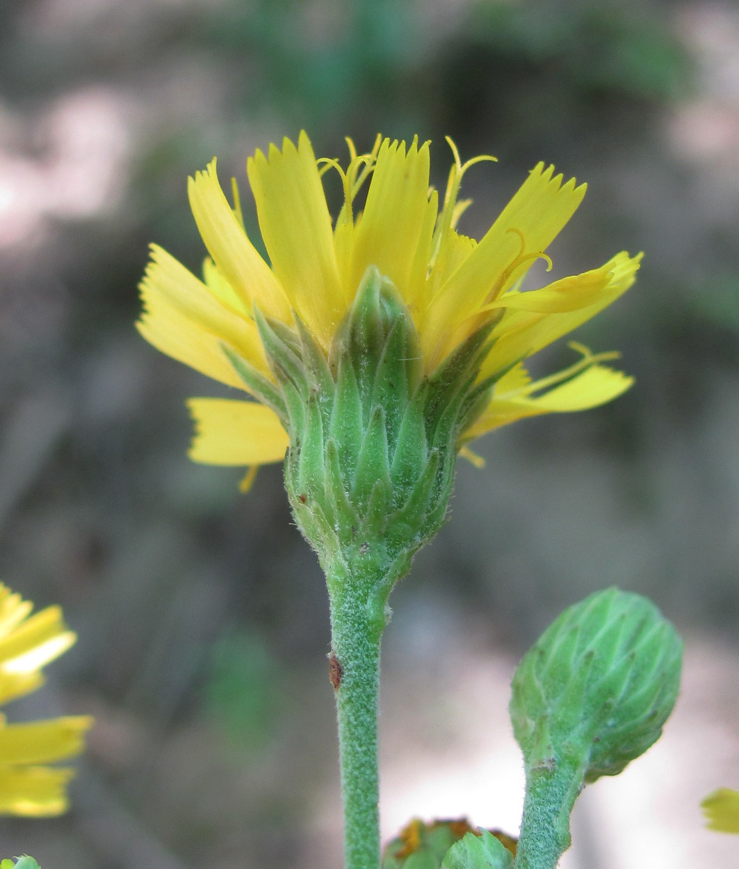 Image of genus Hieracium specimen.