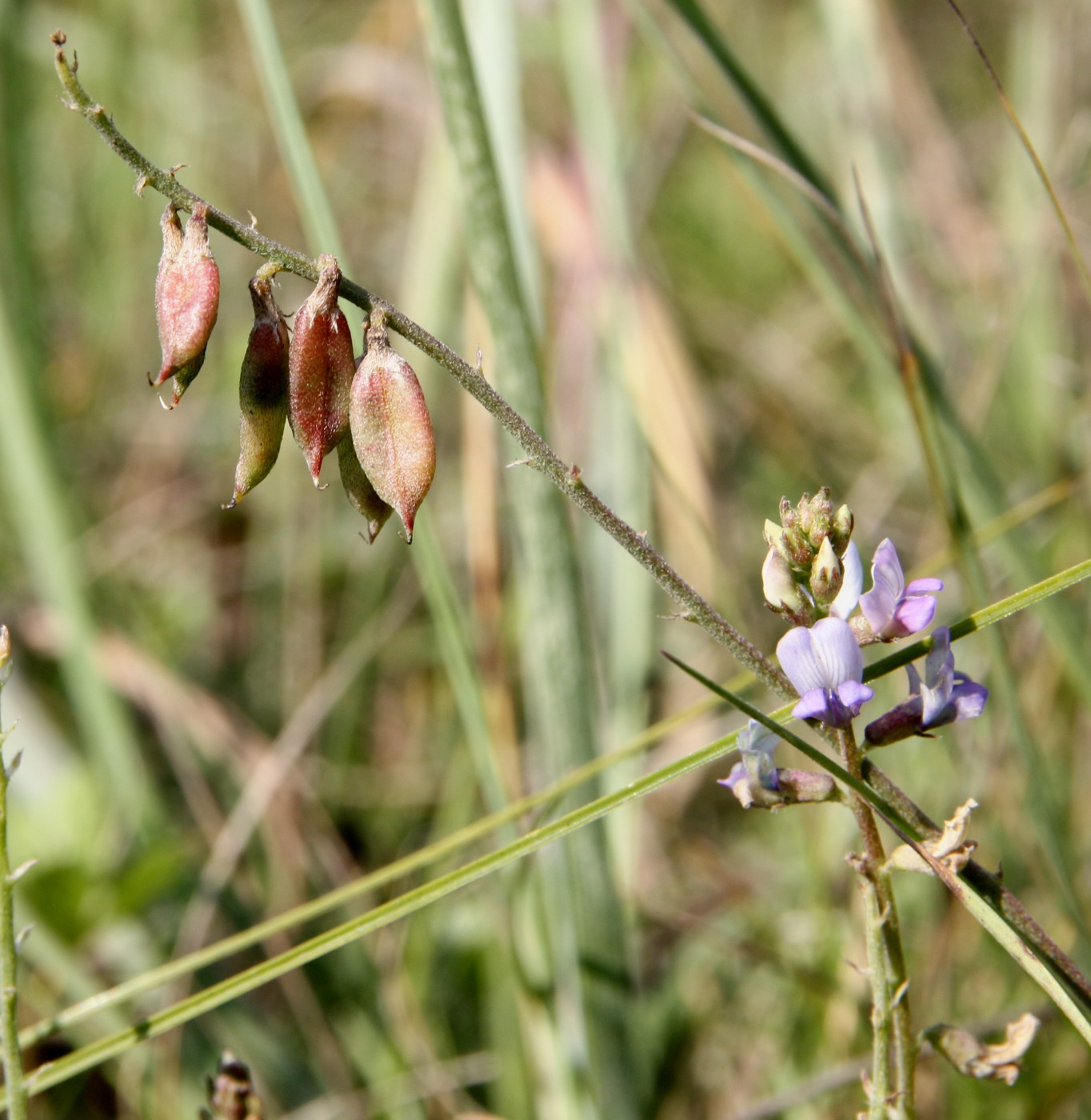 Изображение особи Oxytropis glabra.