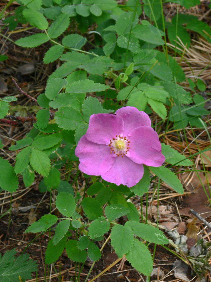 Изображение особи Rosa acicularis.