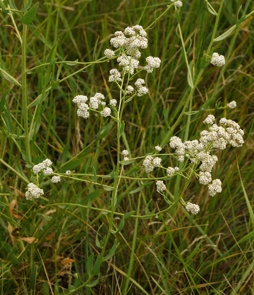 Image of Lepidium latifolium specimen.