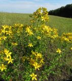 Hypericum perforatum