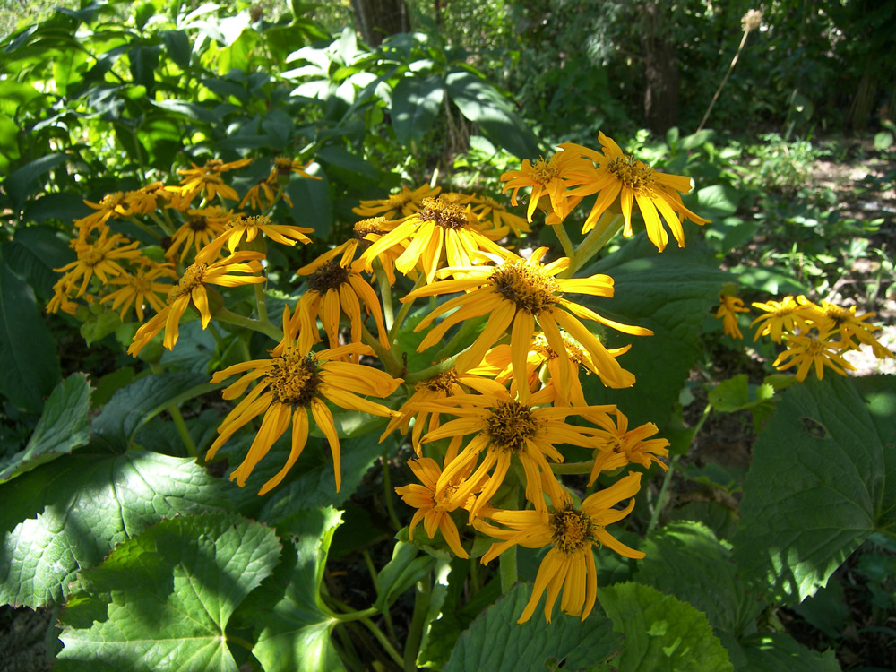 Image of Ligularia dentata specimen.