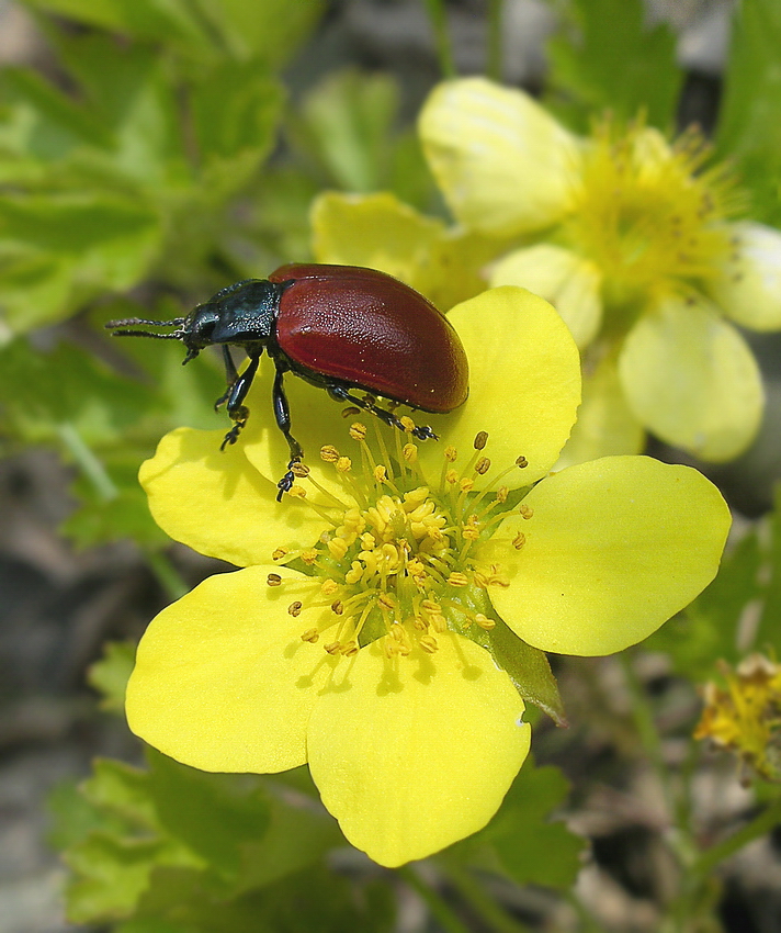 Image of Waldsteinia ternata ssp. maximowicziana specimen.