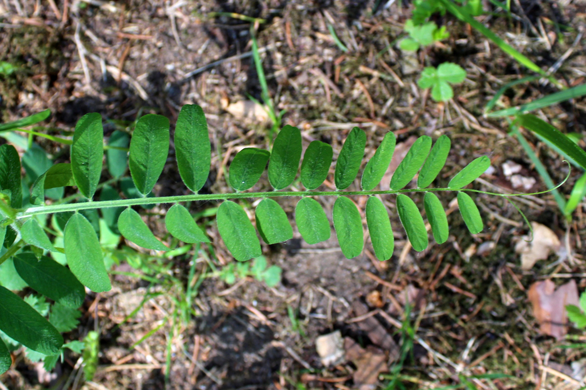 Image of Vicia cassubica specimen.