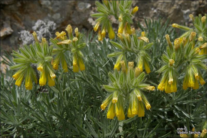 Изображение особи Onosma polyphylla.