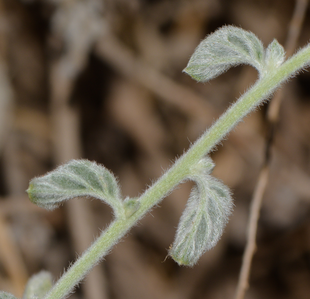 Изображение особи Heliotropium rotundifolium.