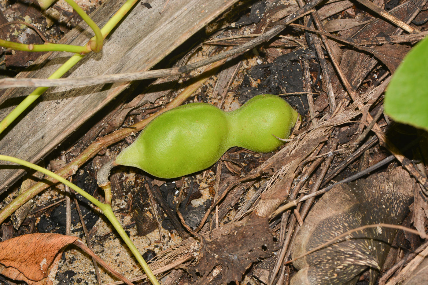 Image of Canavalia maritima specimen.