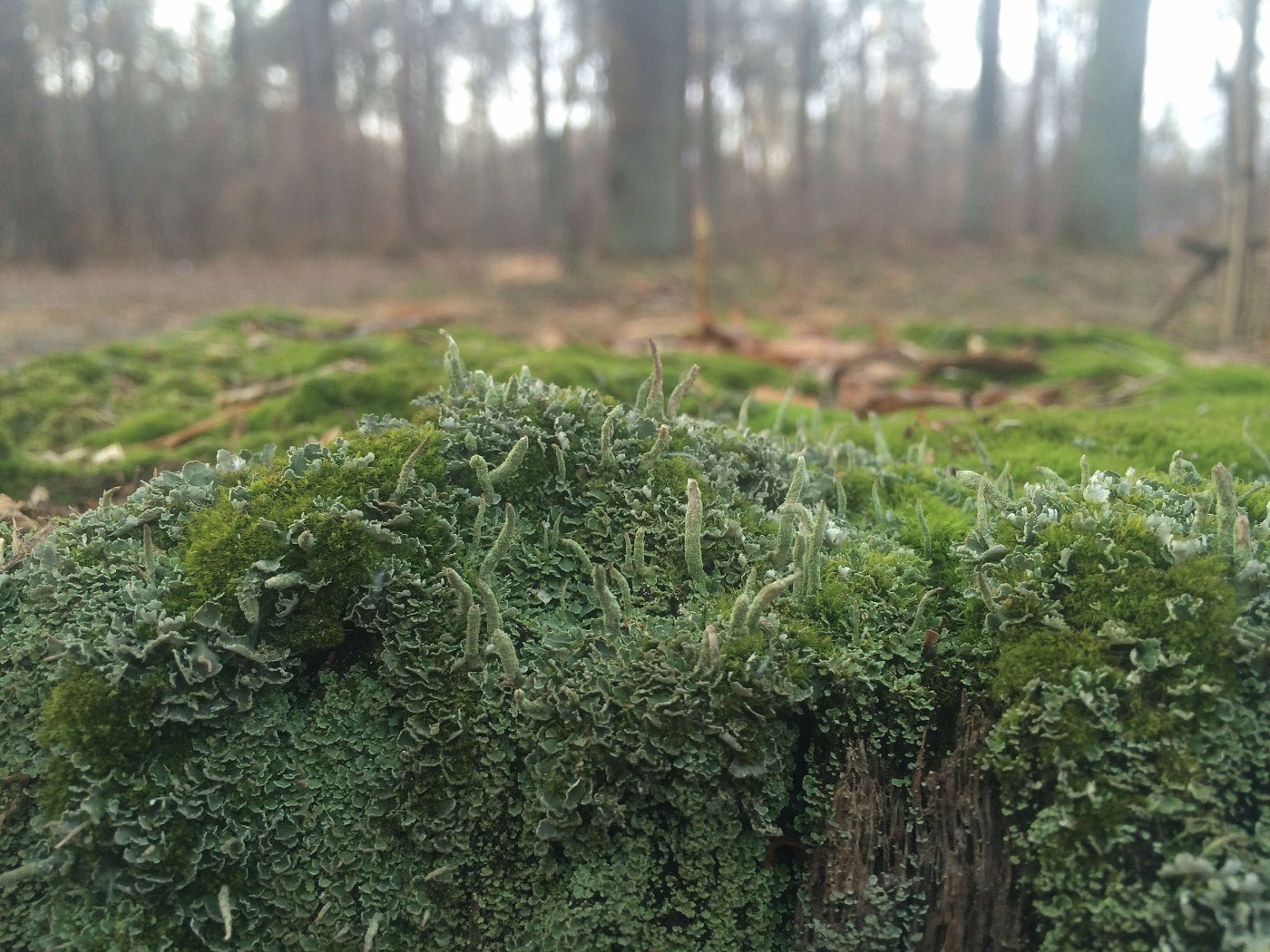 Изображение особи род Cladonia.