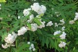 Spiraea cantoniensis. Верхушки побегов с соцветиями ('Flore Pleno'). Узбекистан, г. Ташкент, Ботанический сад им. Ф.Н. Русанова. 30.04.2017.