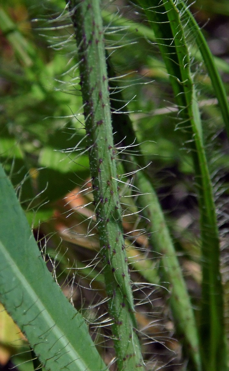 Image of genus Pilosella specimen.