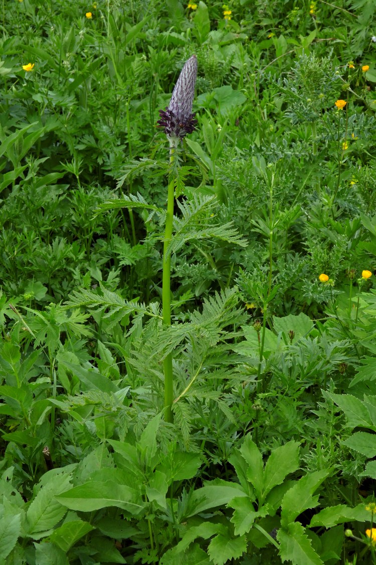 Image of Pedicularis atropurpurea specimen.