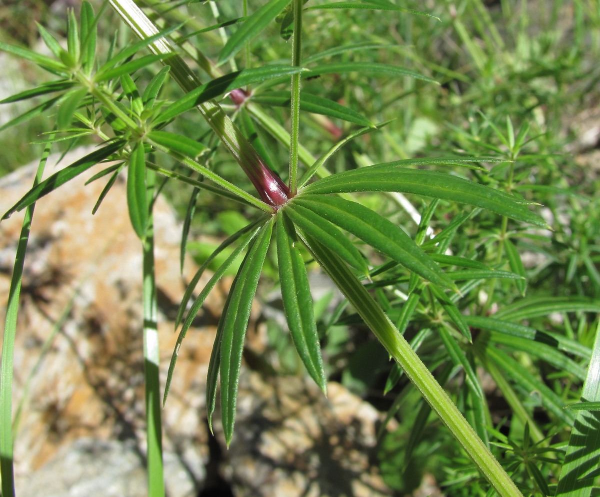 Изображение особи Asperula molluginoides.