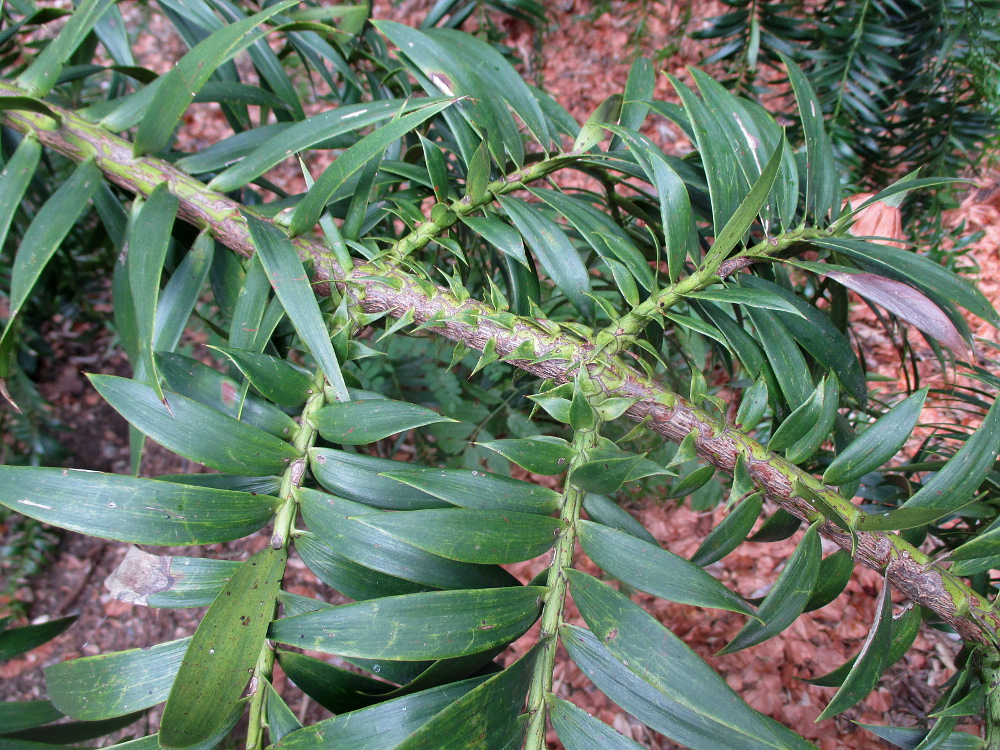 Image of Araucaria hunsteinii specimen.