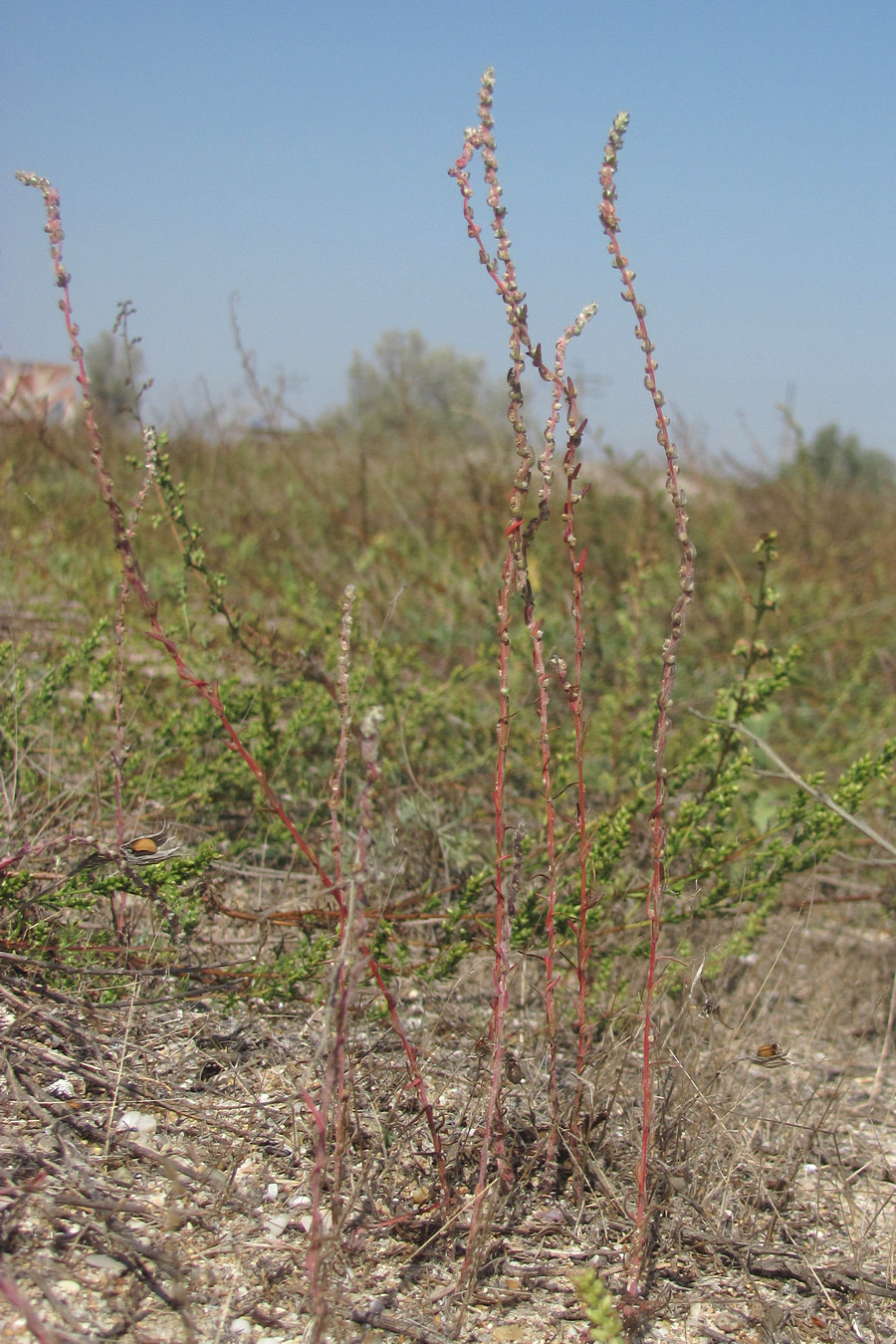 Изображение особи Bassia laniflora.